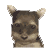 nintendogs fan :: yorkie